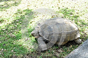 Turtle in the shadow photo